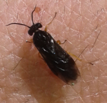 Tenthredinidae da ID: prob. Dulophanes morio